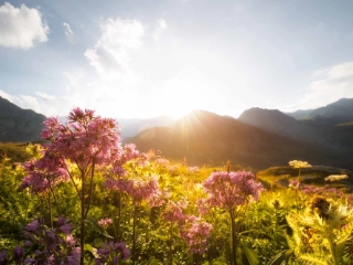 Urner Berglandschaft mit Blumen im Fokus, im Hintergrund die Bergkulisse